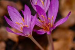 colchicum-autumnale-3-Editar