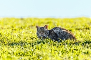 Gato montés