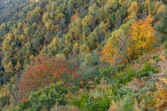 Paisaje otoñal