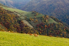 Brañas de Arriba