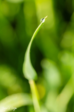 MG_6077