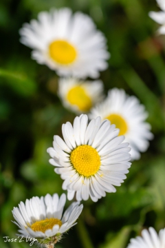 MG_6417